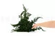 Preserved Juniper 12