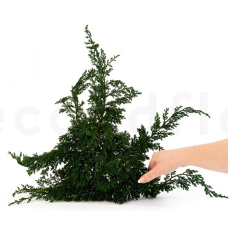 Juniper Stabilized - Green