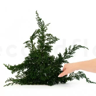 Preserved Juniper