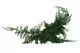 Juniperus stabilis&eacute; 13