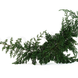 Juniper Preserved - Green