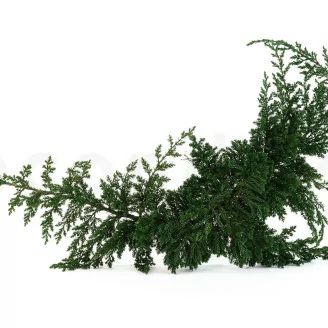 Preserved Juniper