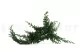 Preserved Juniper 14