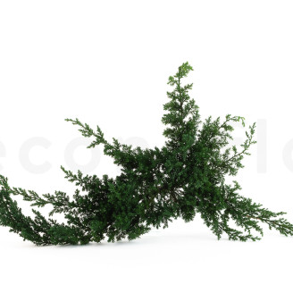 Ginepro preservato - Verde