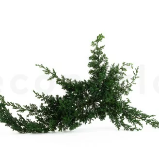 Preserved Juniper