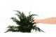 Preserved Juniper 15