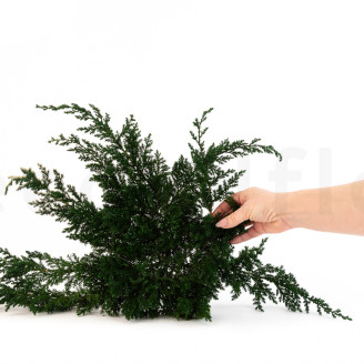Ginepro preservato - Verde
