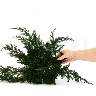 Preserved Juniper
