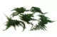Preserved Juniper 9