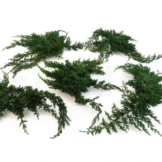Juniperus Konserviert - Gr&uuml;n