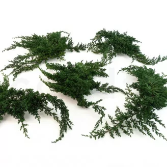 Preserved Juniper