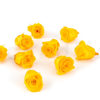 Preserved rose Kiara M - Box of 9 - Sunny Yellow