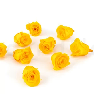 Preserved Rose M Sunny Yellow (x9)