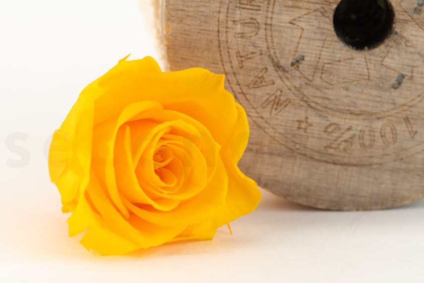 Rose stabilis&eacute;e Kiara M - Bo&icirc;te de 9 - Sunny Yellow