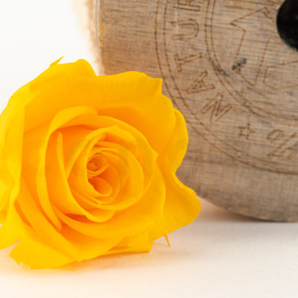Stabilized rose Kiara M - Box of 9 - Sunny Yellow