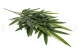 Bambou artificiel 3