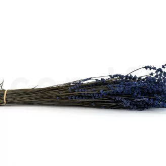 Lavande stabilis&eacute;e Bleu