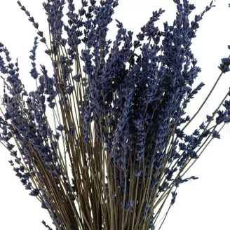 Preserved Lavender Blue
