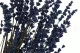 Lavanda stabilizzata Blu 2