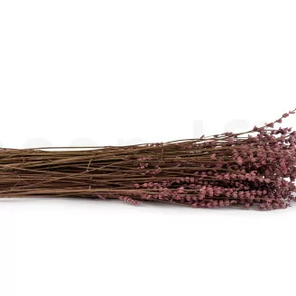 Preserved Lavender Pink