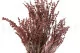 Lavanda preservada Rosa 9