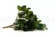 Fittonia artificielle - Ignifug&eacute;e 3