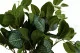 Fittonia artificielle - Ignifug&eacute;e 4
