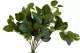 Fittonia artificial - Ign&iacute;fuga 6