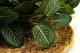 Fittonia artificielle - Ignifug&eacute;e 2