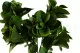 K&uuml;nstliche Peperomia - feuerbest&auml;ndig 5
