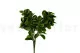 Peperomia artificielle - Ignifug&eacute;e 7
