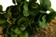 Peperomia artificial - Ign&iacute;fuga 2