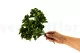 Artificial Peperomia - Fire retardant 4