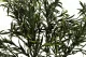 Asparagus artificiel - Ignifug&eacute; 5