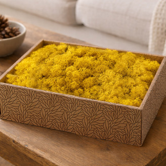 Liquen preservado - Creabox M - Amarillo