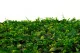 Plaque de Feuillage artificielle Vert Clair 2