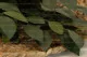 Artificial Camellia - Fire retardant 7