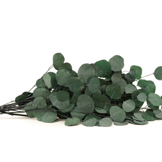 Eucalipto Populus Stabilizzato - Verde