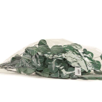 Eucalipto Populus Stabilizzato - Verde