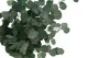 Preserved Populus Eucalyptus 6