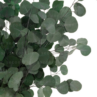 Eucalipto Populus Preservado - Verde