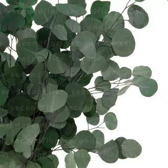 Eucalyptus Populus stabilis&eacute;
