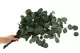 Eucalyptus Populus stabilis&eacute; 5