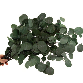 Eucalyptus Populus Preserved - Green