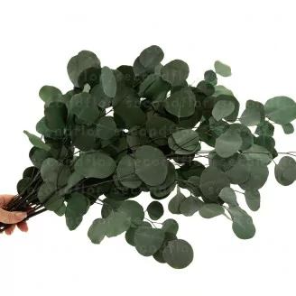 Eucalyptus Populus stabilis&eacute;