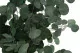 Eucalipto Populus preservado 2