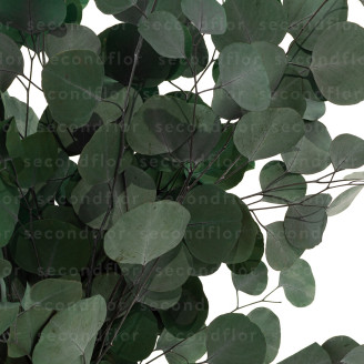 Eucalipto Populus Stabilizzato - Verde