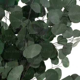 Preserved Populus Eucalyptus