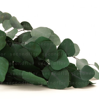 Eucalyptus Populus Preserved - Green
