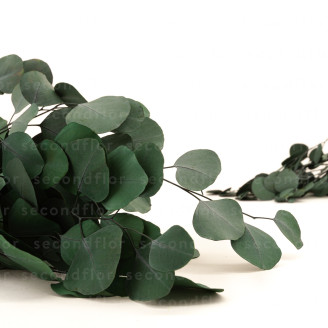 Eucalipto Populus Stabilizzato - Verde